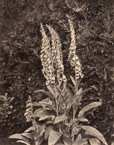 Foxgloves, c. 1860