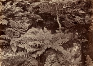 İsimsiz Fern Çalışması, 1870
