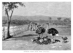 Port Augusta yakınlarındaki devekuşu çiftliği, Güney Avustralya, 1886 by Frank P. Mahony