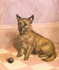 Oynamak için bekliyorum, bir top (yağ) ile bir Cairn terrier