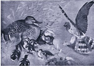 Yakın bir şey, Harrier ve ördek by Frank Southgate