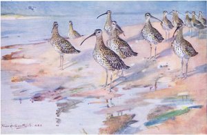 Blakeney Point