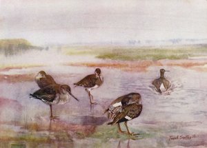 Norfolk Broads: Redshank (renkli taş) by Frank Southgate