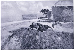 anız üzerinde by Frank Southgate