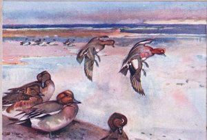 Widgeons, Hodder & Stoughton tarafından yayınlanan Wild Nature & Country Life