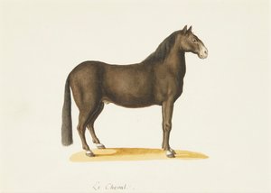 At (suluboya) by Franz Anton von (attr.to) Scheidel