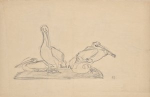 Bir grup pelikan için taslak by Franz Barwig d. Ä.