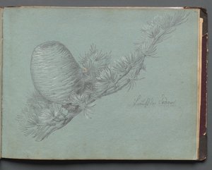 Roma ve Çevresi Manzaralı Albüm, Peyzaj Çalışmaları, sayfa 49a: Çam Kozalağı ile Yaprak Dökmeyen Dal Çalışması by Franz Johann Heinrich Nadorp