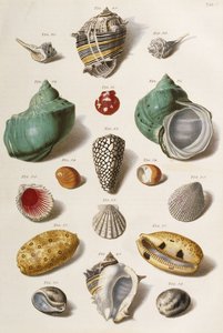 Çeşitli deniz kabukları, 1758