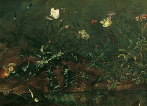 Devedikeni, kurbağa ve yusufçuk ile çim parçası by Franz Michael Siegmund von Purgau d. Ä.