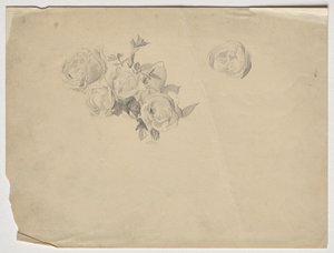 Rosenstudie by Franz von Matsch