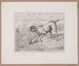 av köpeği by Frede Aamodt
