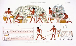 Thebes'ten Nadir Bir Fresk Kaydı'ndan Meyve Toplama, 1819-1822'yi Mısır'a yaptığı ikinci ziyarette Frederic Cailliaud (1787-1869), renkli lito