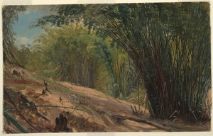 Bambu Korusu, Jamaika by Frederic Edwin Church