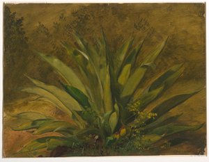 Yüzyıl Bitkisi by Frederic Edwin Church