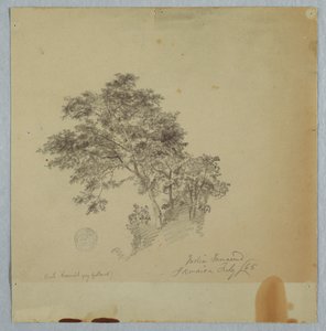 Hint Demirhindi Ağaçları, Jamaika by Frederic Edwin Church