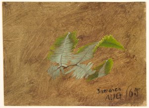 Fern, Jamaika'da Çalışma by Frederic Edwin Church