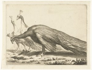 tavus kuşu Abraham Bloemaert