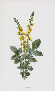 Agrimony (kromolito) by Frederick Edward Hulme
