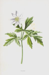 Anemon (kromolito) by Frederick Edward Hulme