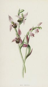 Arı Orkidesi (kromolitho) by Frederick Edward Hulme