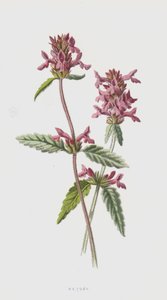 Betoni (kromolito) by Frederick Edward Hulme