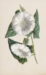 Gündüz otu (kromolitho) by Frederick Edward Hulme