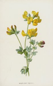 Kuşlar-Ayak Trefoil (chromolitho) by Frederick Edward Hulme