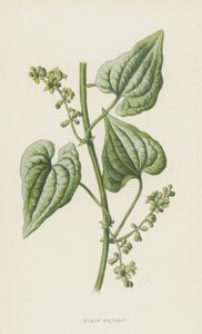 Siyah Bryony (kromolitho) by Frederick Edward Hulme