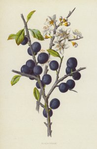Karaçalı (kromolitho) by Frederick Edward Hulme