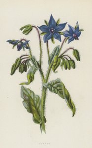 Hodan (kromolito)