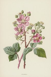 Bramble (kromolito) by Frederick Edward Hulme