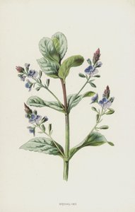 Brooklime (kromolito) by Frederick Edward Hulme
