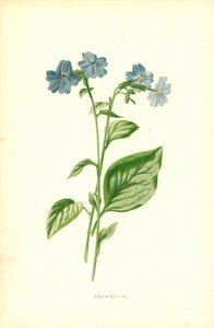 brovalya by Frederick Edward Hulme