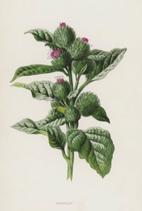 Dulavratotu (kromolitho) by Frederick Edward Hulme