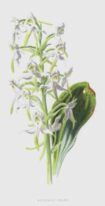 Kelebek Orkide (chromolitho) by Frederick Edward Hulme
