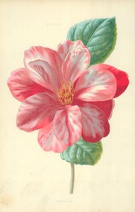 Kamelya by Frederick Edward Hulme