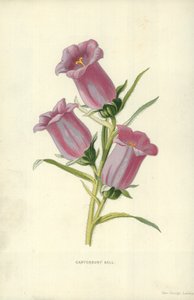 Canterbury Çanı by Frederick Edward Hulme