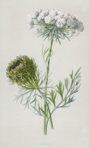 Havuç (kromolitho) by Frederick Edward Hulme