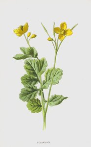 kırlangıçotu (kromolito) by Frederick Edward Hulme