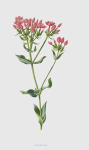 Kantaron (kromolitho) by Frederick Edward Hulme