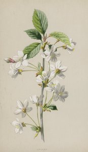 Kiraz (kromolitho) by Frederick Edward Hulme