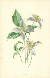 Yabanasması by Frederick Edward Hulme