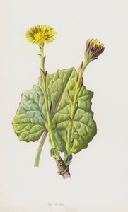 Öksürük otu (kromolitho) by Frederick Edward Hulme