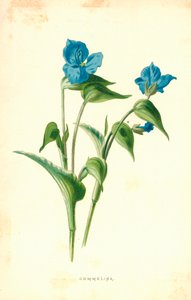 komelina
