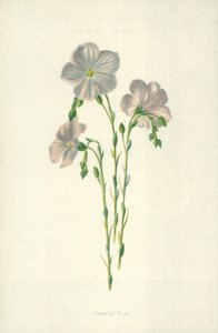 Ortak Keten by Frederick Edward Hulme