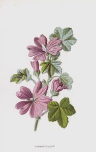 Ebegümeci (chromolitho) by Frederick Edward Hulme