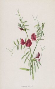 Adi Fiğ (kromolitho) by Frederick Edward Hulme