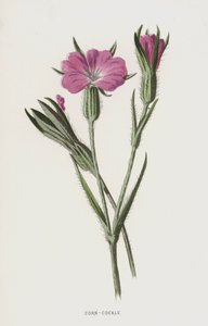 Mısır-Cockle (chromolitho) by Frederick Edward Hulme
