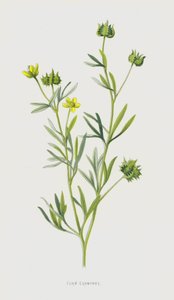 Mısır Crowfoot (chromolitho) by Frederick Edward Hulme